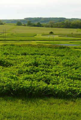 Campus de Mirecourt agricole et forestier - Ferme de Braquemont