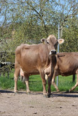 Campus de Mirecourt agricole et forestier - Ferme de Braquemont