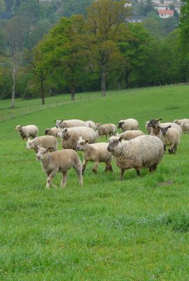 Campus de Mirecourt agricole et forestier - Ferme de Braquemont